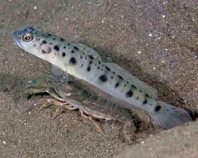  Vanderhorstia ambanoro (Twin-spotted Shrimp Goby, Ambanoro Prawn Goby)